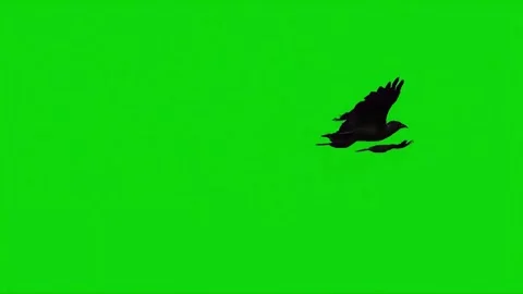 Three black bird flies from left to right. Chroma key green screen background. Stock Footage 317801343