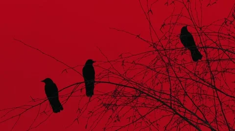 Three Black Birds, Crows, Ravens - Silhouette On Bloody Sky - Background Loop Stock Footage 64558942