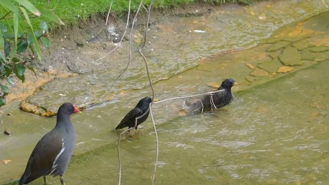 Three black birds taking a bath on the water pond Stock Footage 79904906