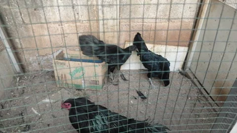 Three black chicken breed in the cage Stock Footage 260202578