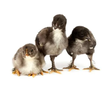 Three black chickens or chicks  from Marans breed isolated on white Stock Photos