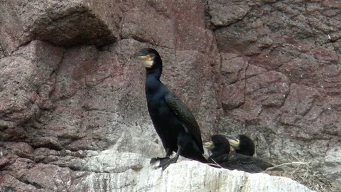 Three black cormorants sit on a rock.  Colony of birds. Stock Footage 74104476