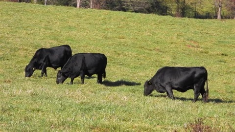 Three Black Cows Graze In A Green Pasture Stock Footage 294612659