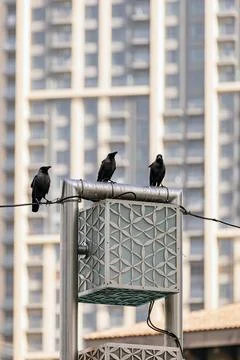Three black crows are sitting on a street lamp. City birds Stock Photos