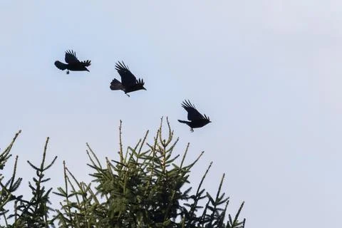 Three black crows Corvus corone in flight Hesse Germany Europe Stock Photos