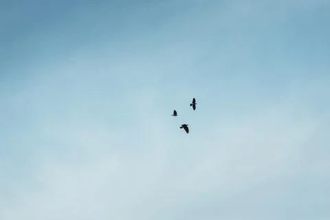 A three black crows flies at the blue sky Stock Photos