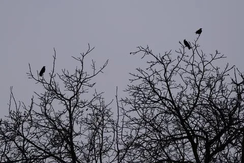 Three black crows perched on a walnut tree Stock Photos