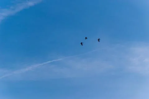 Three black ducks flying high in the cloudy blue sky on a winter morning Stock Photos