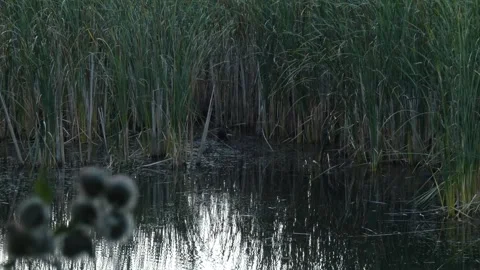 Three black Eurasian coots (Fulica atra) in swamp vegetation Stock Footage 330316657
