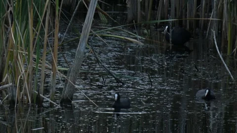 Three black Eurasian coots (Fulica atra) feeding in the swamp Stock Footage 331685733