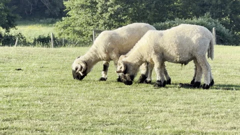 Three black faced sheep eating grass 4K Video stock 335782138