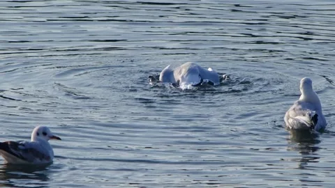 Three Black-headed Gulls on Water, One Submerged Stock Footage 301072782