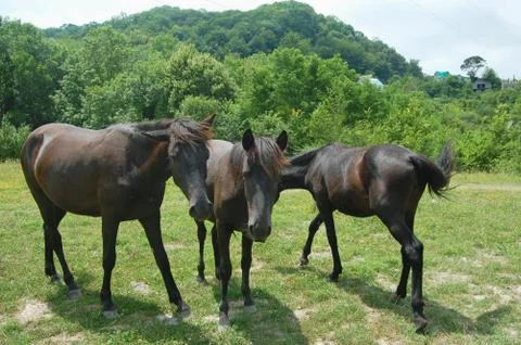 Three black horses Stock Photos