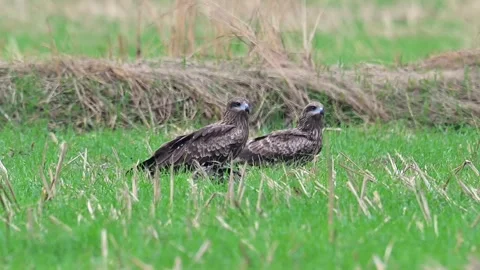 Three Black Kite Birds Perching Together on Green Grass Field in the Wild Stock Footage 330647349