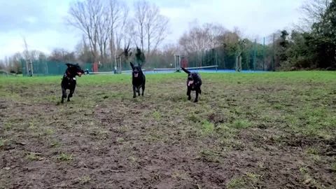 Three Black Labradors joyfully running Stock Footage 262357392