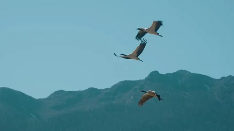 Three Black-Necked Cranes Flying Over Phobjikha Valley in Slow Motion Stock Footage 342141880