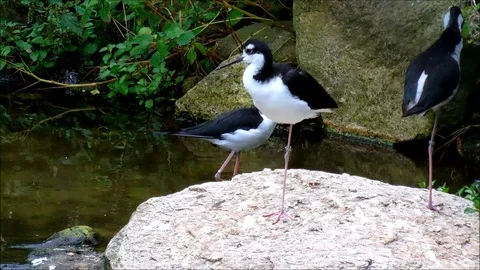 Three black necked stilts cleaning themselves near the water Stock Footage 93542674