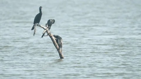Three black neotropic cormorants perching and preening on a wooden branch Видео 343555552