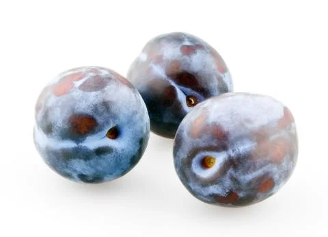 Three black plums Stock Photos