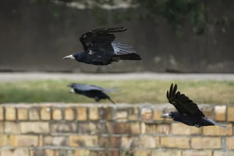 Three black rooks in flight Stock Photos