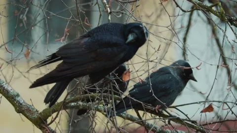 Three black, ruffled crow sitting on bare tree branches in late autumn Stock Footage 100429930