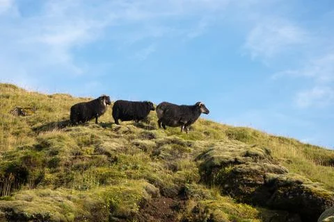 Three black sheep on the mountain Stock Photos