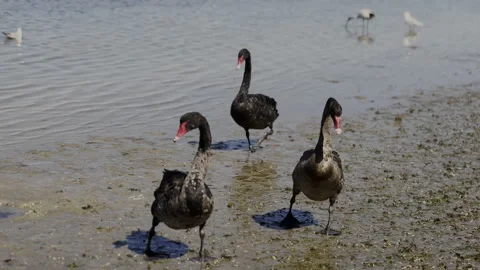 Three black swans at close range wading through mud Stock Footage 230212842