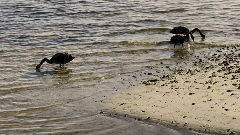 Three black swans at leisure beside golden shore. Stock Footage 252131904