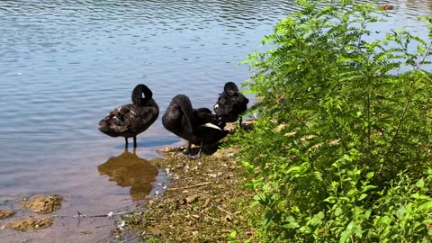 Three black swans preening their feathers Stock Footage 287563129