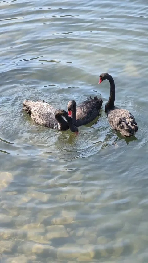 Three black swans in river finding food under water submerging head 库存影片 246871555