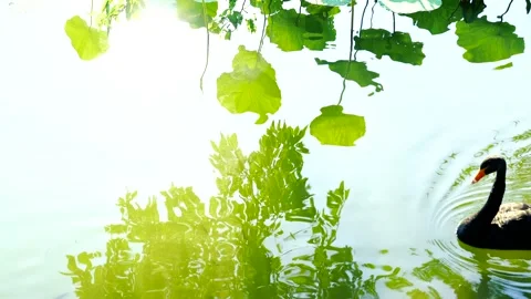 Three black swans walking through the green lake water Stock Footage 134657306