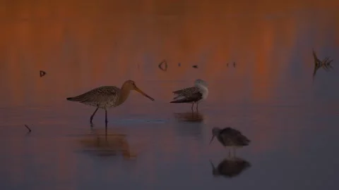 Three black-tailed godwit (Limosa limosa) stand in the river Stock Footage 283910875