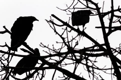 Three black vultures on tree Stock Photos