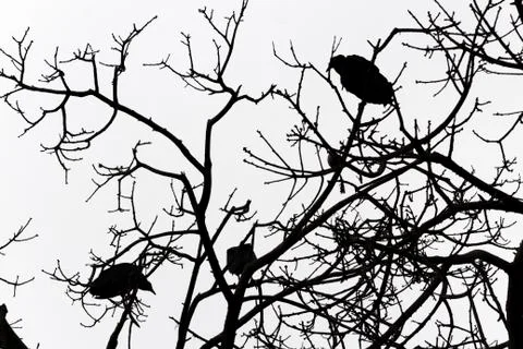 Three black vultures on tree Stock Photos