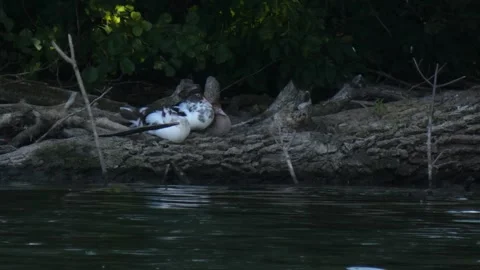Three black white Muscovy ducks resting on mossy fallen log over water Vídeos de archivo 339712197