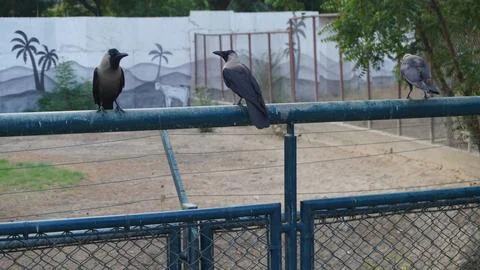 Three Black Wild Crows Perched on Blue Metal Railing in Public Park Fotos de archivo