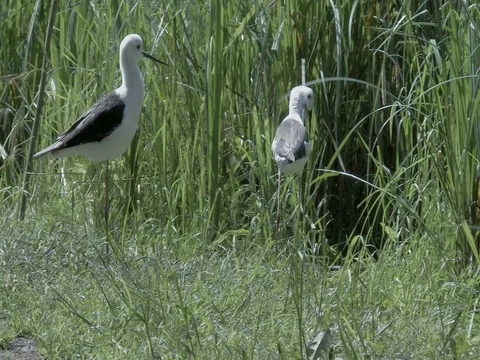 Three black-winged stilt (Himantopus himantopus) on the shore of the lake. Stock-Footage 74879080