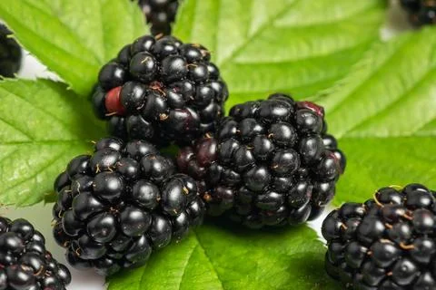 Three blackberry with leaf isolated on a white background closeup Stock-Fotos