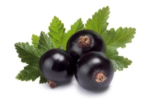Three blackcurrants with leaves Stock Photos