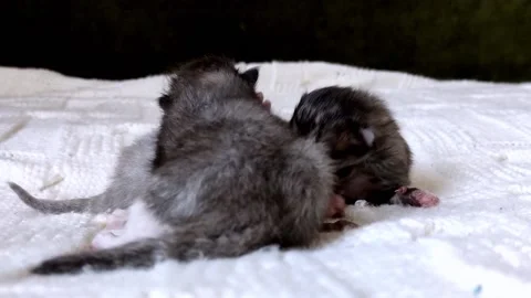 Three blind kittens on a white blanket. Stock Footage 155423314