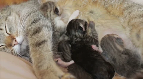 Three blind newborn kitten are drinking mother's milk. Stock Footage 63384728