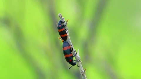 Three blister beetles on plant stem Stock Footage 322723446