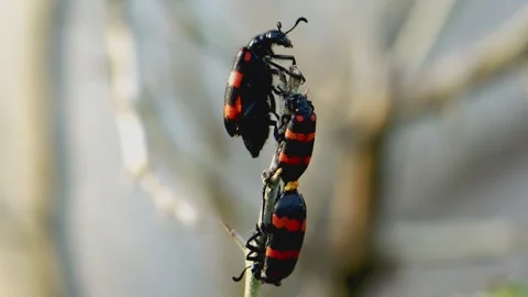 Three blister beetles on plant stem Stock Footage 322727113