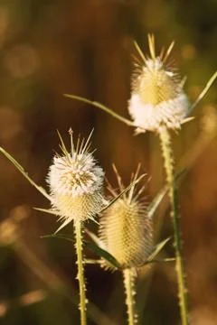 Three blooming burdocks Stock Photos