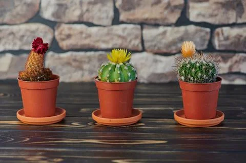 Three blooming cacti in orange plant pots on wooden surface in front of a wal Stock Photos