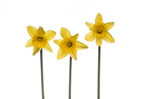 Three blooming Daffodils at a white background Stock Photos