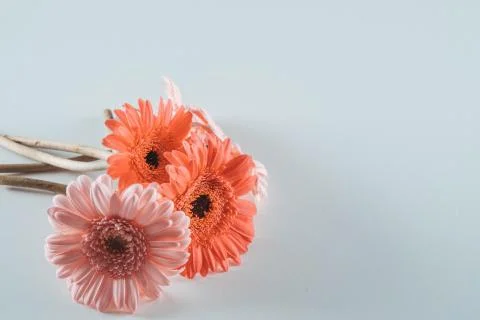 Three blooming gerbera flowers on a table Stock Photos