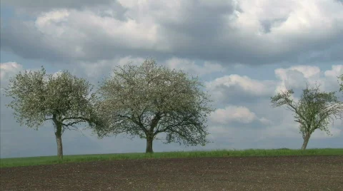 Three blossom trees Stock Footage 713276