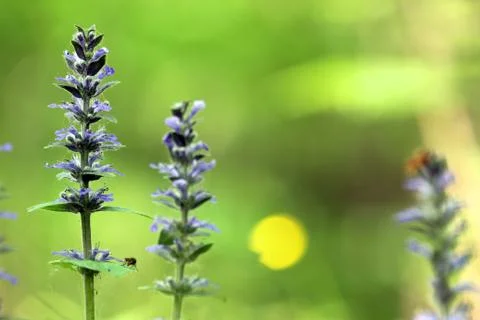 Three blossoming blue bugle (Ajuga reptans) plants with blue flowers from min Stock Photos
