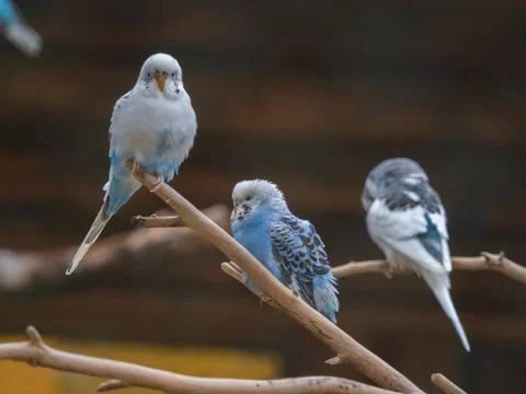 Three Blue and White Budgerigars Perched on a Branch Stock Photos